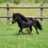tiny pony